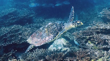 Hawksbill turtles at table coral reefs in Khor Fakkan. Photo: NYU Abu Dhabi