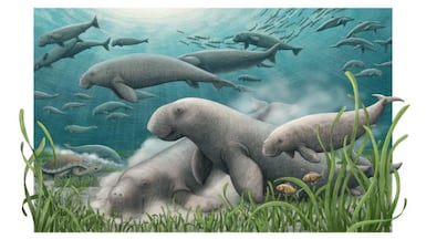 How a herd of ancient sea cows foraging on the sea floor may have looked. Alex Boersma